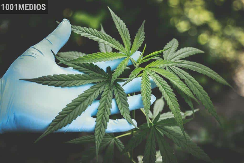 Propiedades de las flores de CBD